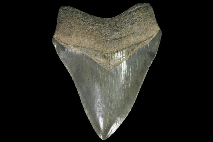 Serrated, Fossil Megalodon Tooth - Georgia River #84153